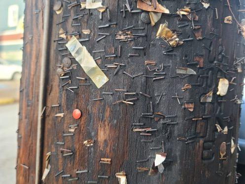staples, tacks and nails left over from remnants of posting signs and flyers on an electrical pole, posing danger to lineworkers